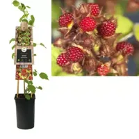 Japanse Wijnbes Rubus Phoenicolasius 75 cm klimplant - thumbnail