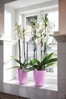 Elho brussels diamond orchidee high 12,5 violet - thumbnail