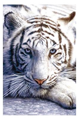 Poster White Tiger 61x91,5cm