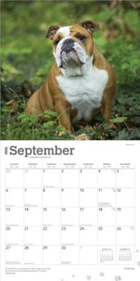 Engelse Bulldog Kalender 2026