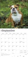 Engelse Bulldog Kalender 2026 - thumbnail