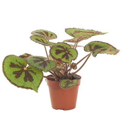 Begonia Masoniana (iron cross begonia) - P 12 cm Begonia Masoniana (iron cross begonia) - P 12 cm