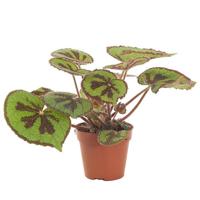 Begonia Masoniana (iron cross begonia) - P 12 cm - thumbnail