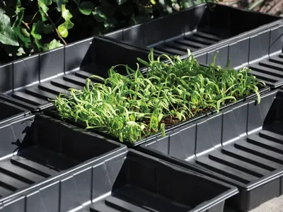 Royal Well | Seed Tray Zaaibak 37,5 x 23 x 6 cm | Set 12 stuks Royal Well | Seed Tray Zaaibak 37,5 x 23 x 6 cm | Set 12 stuks