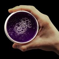 Red One RedOne Haarwax - Violetta Aqua Hair Gel Wax 150ml. - thumbnail