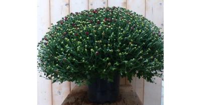 Bol Chrysant Koper GROOT Chrysanthemum Warentuin Natuurlijk - Warentuin natuurlijk