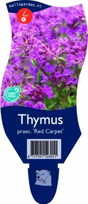 Thymus praecox Red Carpet vaste plant Griffioen - Griffioen Thymus praecox Red Carpet vaste plant Griffioen - Griffioen