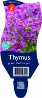 Thymus praecox Red Carpet vaste plant Griffioen - Griffioen - thumbnail