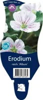 Erodium reichardii Album vaste plant Griffioen - Griffioen - thumbnail