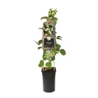 Klimhortensia (Hydrangea anomala "Petiolaris") klimplant 70 cm - thumbnail