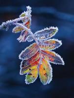 The Beauty of the Netherlands - thumbnail