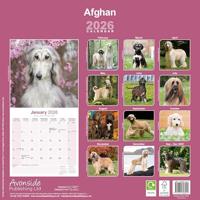 Afghaanse Windhond Kalender 2026 - thumbnail