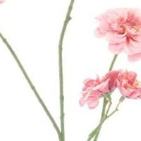 Mini zinnia spray pink 88 cm kunstbloem Erutan Avon - Erutan avon - thumbnail