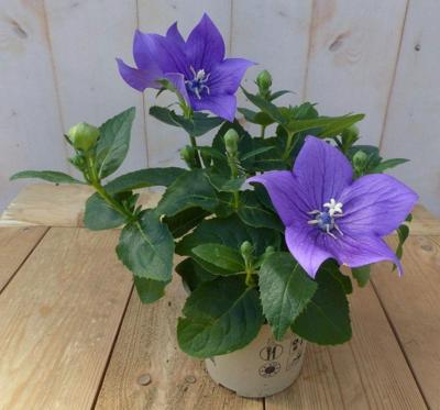 3 stuks! Ballonklokje Platycodon blauw Warentuin Natuurlijk - Warentuin natuurlijk