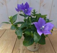 3 stuks! Ballonklokje Platycodon blauw Warentuin Natuurlijk - Warentuin natuurlijk - thumbnail