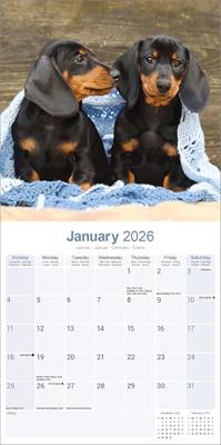 Teckel Kalender 2026