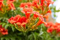 Trompetbloem - thumbnail