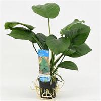 Anubias barteri - 6 stuks - aquarium plant - thumbnail