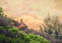 Tuinschilderij hert tong 70x50cm Customize-it - Customize it - thumbnail