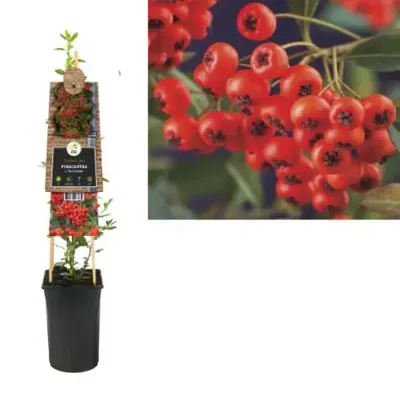 Vuurdoorn (Pyracantha coccinea "Red Column") klimplant