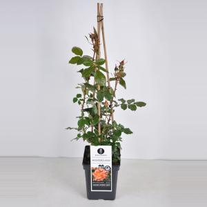 Klimroos (rosa "Westerland"®) - C5 - 1 stuks