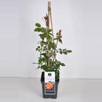 Klimroos (rosa "Westerland"®) - C5 - 1 stuks - thumbnail