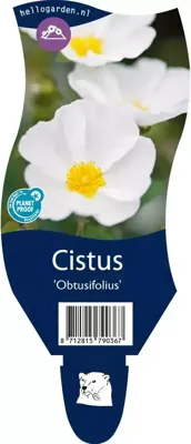 Cistus Obtusifolius vaste plant Griffioen - Griffioen