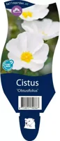 Cistus Obtusifolius vaste plant Griffioen - Griffioen - thumbnail