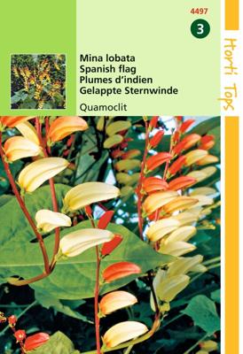 Zaden Mina Lobata Spaanse vlag Quamoclit Hortitops - Hortitops Zaden Mina Lobata Spaanse vlag Quamoclit Hortitops - Hortitops