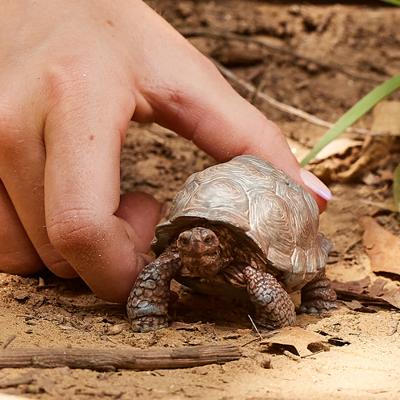 Schleich Reuzeschildpad - thumbnail
