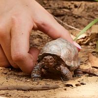 Schleich Reuzeschildpad - thumbnail