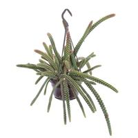 Slangencactus (Aporocactus Malisonii) - P 14 cm - thumbnail