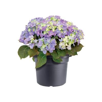 Elho green basics cilinder 45 living black Elho green basics cilinder 45 living black