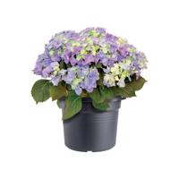 Elho green basics cilinder 45 living black - thumbnail