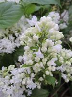 Sering op stam - thumbnail