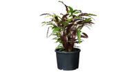 Nature Plantcontainer Ritzi 20l - Zwart - thumbnail
