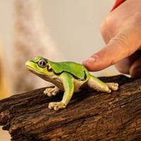 Schleich Europese boomkikker 14882 - thumbnail