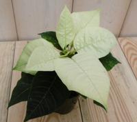 2 stuks! Kerstster mini geel Warentuin Natuurlijk - Warentuin natuurlijk - thumbnail