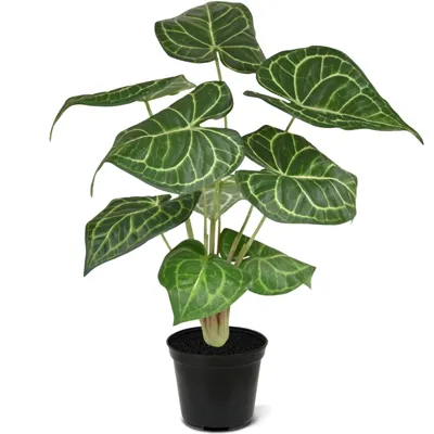 Anthurium Clarinervium 35 cm - Kunstplant
