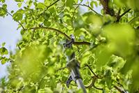 GARDENA neu 14776-55 Takkenschaar - thumbnail
