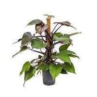 Philodendron royal queen hydrocultuur plant - thumbnail