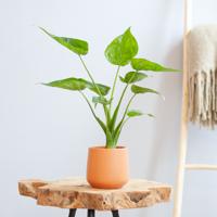 Alocasia Cucullata - P12 - thumbnail