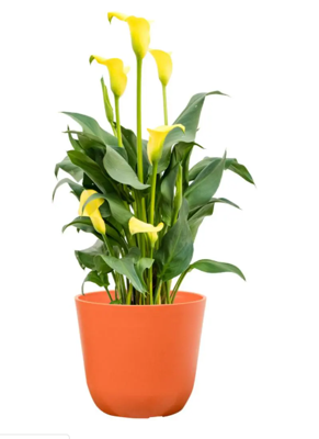 TS Collection Bloempot Palermo 13x12 cm Koraal TS Collection Bloempot Palermo 13x12 cm Koraal