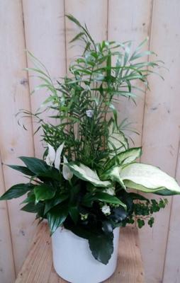 Lepelplant plantenbakje binnen Spathiphyllum Warentuin Natuurlijk - Warentuin natuurlijk Lepelplant plantenbakje binnen Spathiphyllum Warentuin Natuurlijk - Warentuin natuurlijk