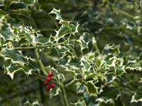 Bonte Hulst - thumbnail