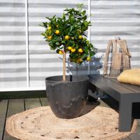Citrus Calamondin - Mandarijnenboom - P21 - thumbnail
