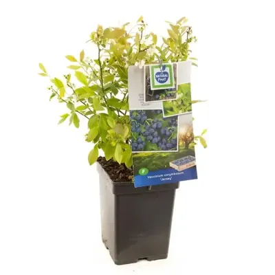 Bosbes (vaccinium corymbosum "Jersey") fruitplanten - In 5 liter pot - 1 stuks