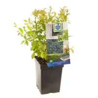 Bosbes (vaccinium corymbosum "Jersey") fruitplanten - In 5 liter pot - 1 stuks - thumbnail