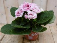 Kamerplant Gloxinia roze - Warentuin natuurlijk - thumbnail