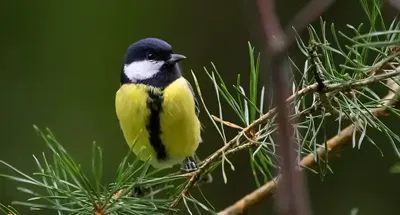 Alexsar Art Tuinschilderij koolmees 130x70cm